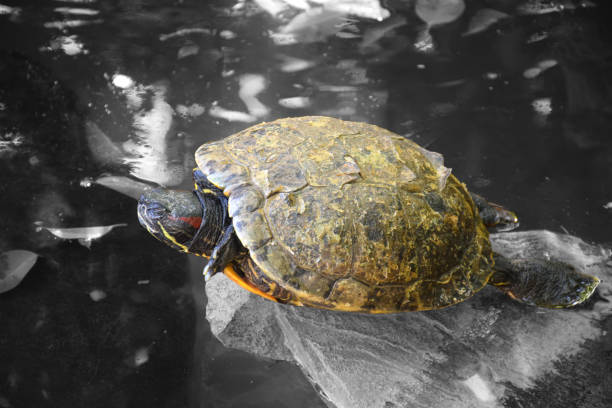 istock sea turtle black and white background 1158352747