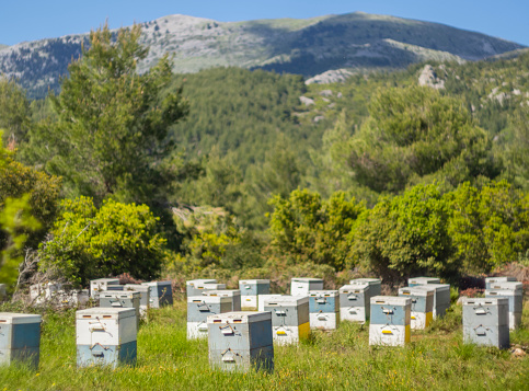Eco-friendly apiary in a pine forest on the island of Evia in Greece