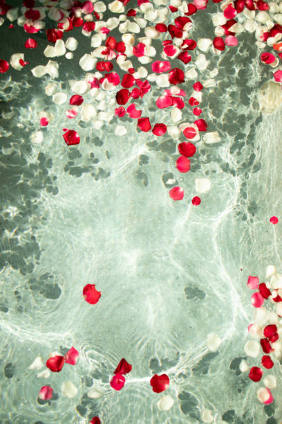 Red and white rose petals in water.