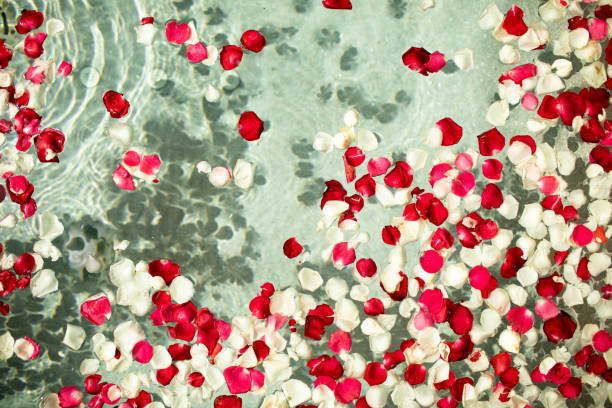 istock Red and white rose petals in water. 1158353534