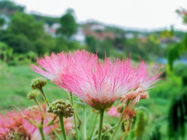 istock pink Mimosa pudica flower 1158353644