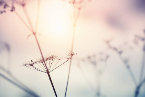 istock Autumn dry grasses in a forest at sunset. 1158353694