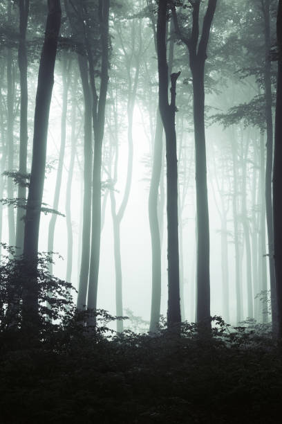 istock Dark trees silhouettes in thick foggy forest 1158354726