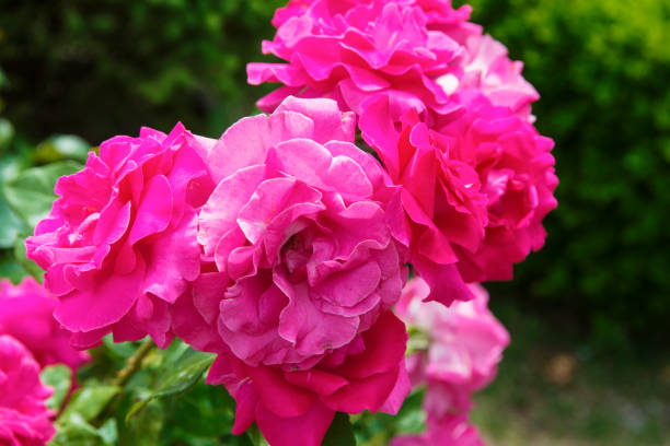 istock Vivid Pink Rose 1158356235