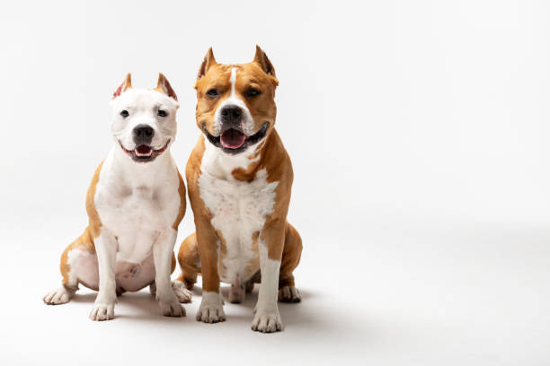 istock Adorable red and white dogs sits at white background 1158356646