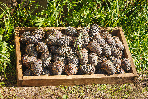 cedar cones in a box prepared for processing outdoor with sunlight