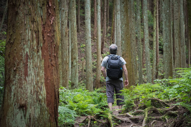 istock Solo, Mature Man Forest Bathing in Japanese Hinoki Cypress Forest 1158357891