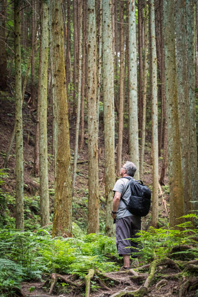 istock Forest Bathing, Mature Man Enjoying Hinoki Cypress Forest in Japan 1158357897
