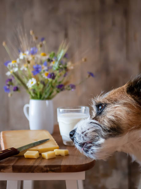 istock Little mongrel dog looking at cheese pieces on a cutting board 1158358759