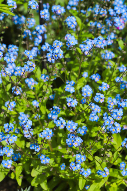 istock Blue Forget-me-not flowers 1158358985