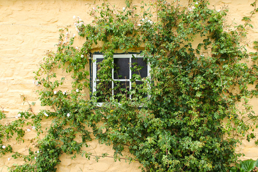 A yellow wall on the side of a house with white roses growing around a window.  Taken in Wales, UK