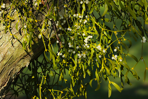 Close up of mistletoe growing on the branch of an apple tree in an orchard in England, UK