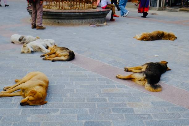 istock Stray dog 　in india 1158360572