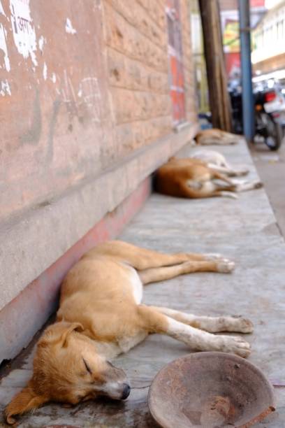 istock Stray dog 　in india 1158360580