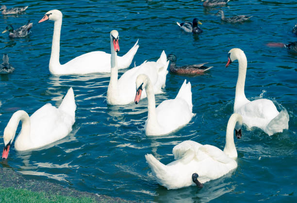 Flock group of white birds swans flowing on pond water among ducks