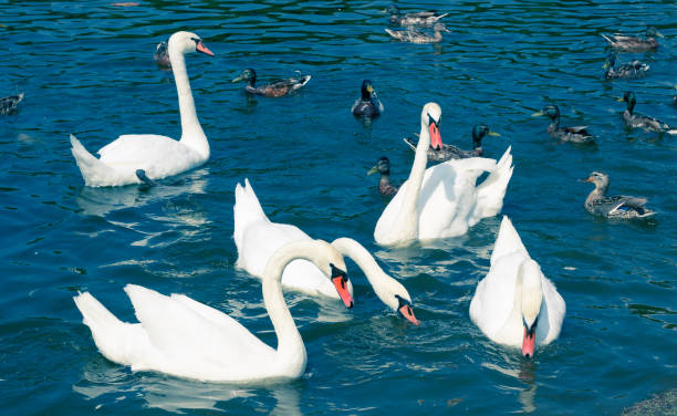 istock Flock of white birds swans flowing on pond water surface among ducks 1158362664