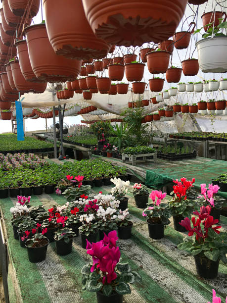 istock Flowers in plant nursery 1158362806