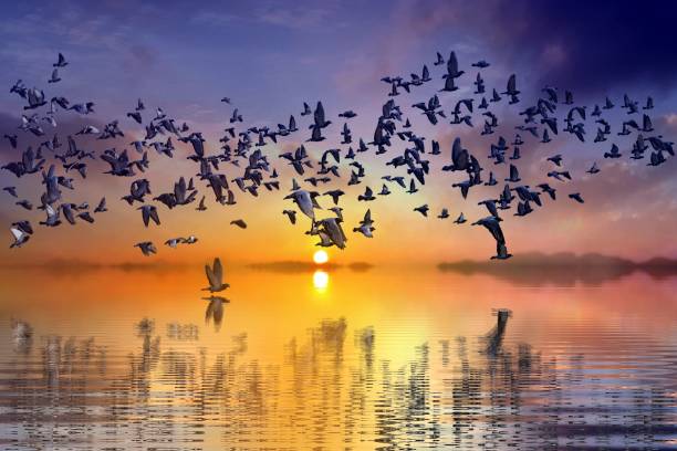 istock Birds flying during sunset over the seashore 1158363323