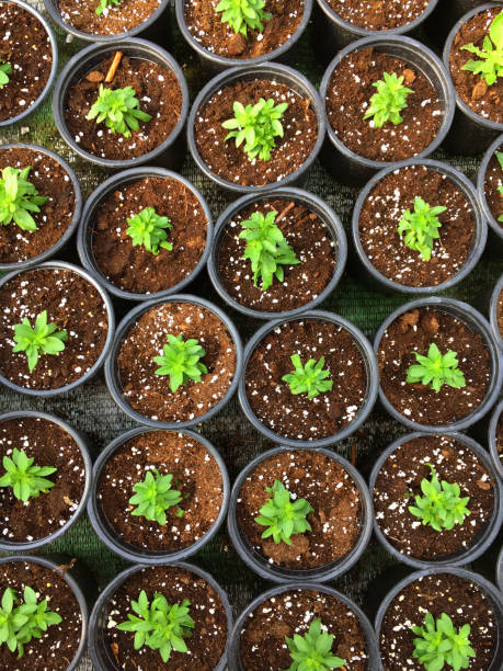 istock Plant Saplings in Pots 1158363852