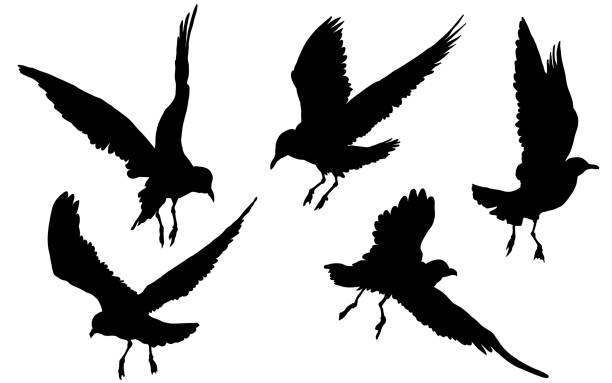 Seagulls, birds flying, silhouette Seagulls, birds flying, petrel, albatross in flight albatross stock illustrations