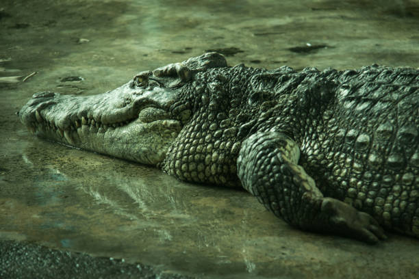 Big crocodile in a farm, Thailand.