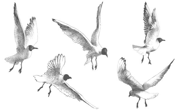 illustrations, cliparts, dessins animés et icônes de mouettes, oiseaux volant - fulmar