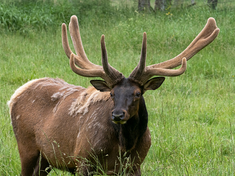 Bull Elk Standing in a green grass meadow. Pacific Northwest, USA