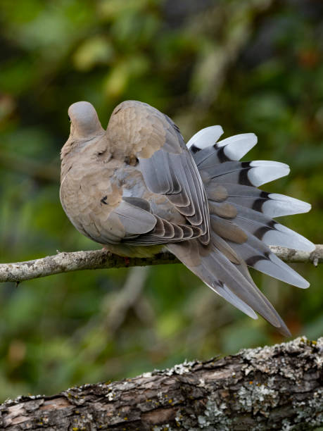 istock Mourning Dove Perched Tail Feathers Spread Oregon Wild Bird 1158368820