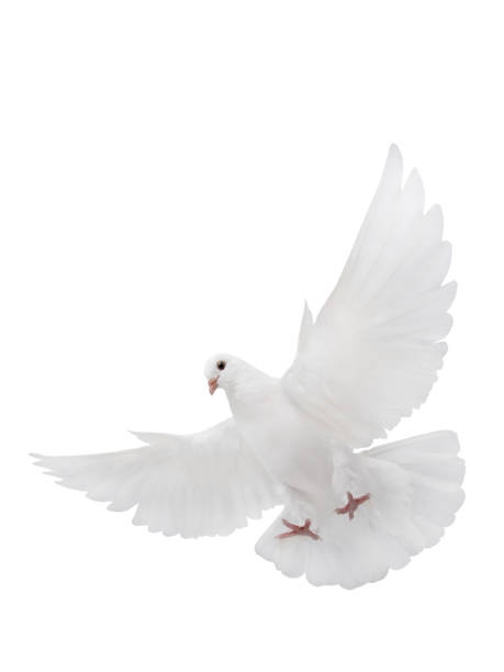 free flying white dove isolated on a white