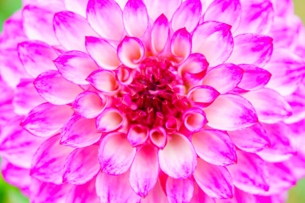 Dahlia flower in the garden