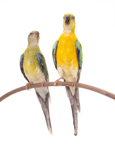 istock male and female parrot (haematonotus psephotus) singing isolated on white 1158369859