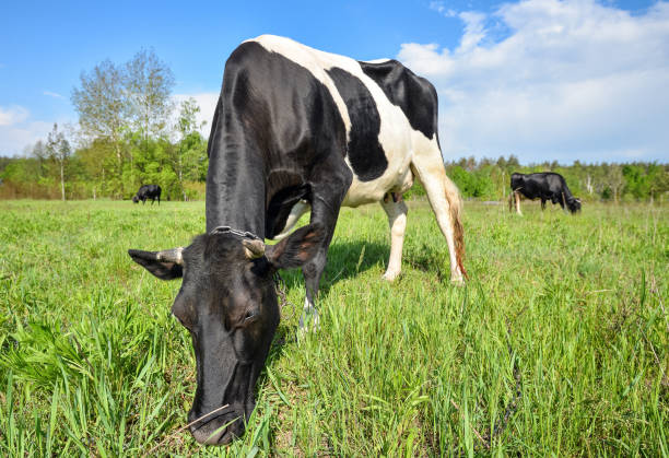 istock A herd of cows graze on a meadow 1158369925