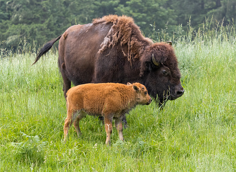 A Plains Bison with a very young calf.