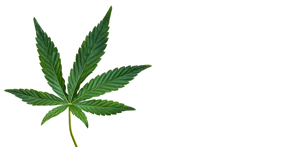 Cáñamo o hoja de cannabis aislada sobre fondo blanco. Vista superior, plana. Plantilla o maqueta. photo