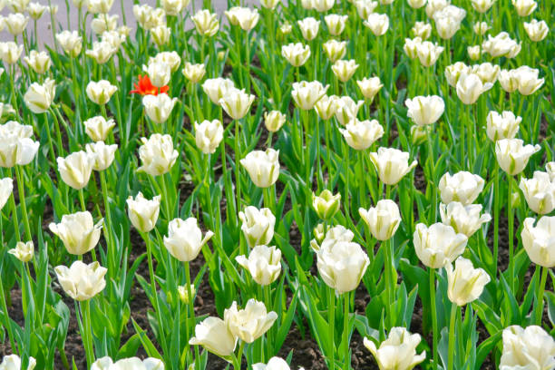 istock Blooming white tulips in summer garden. Beautiful spring and summer background 1158376463
