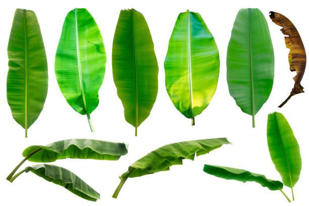 istock Banana leaf collection isolated on a white background 1158376897