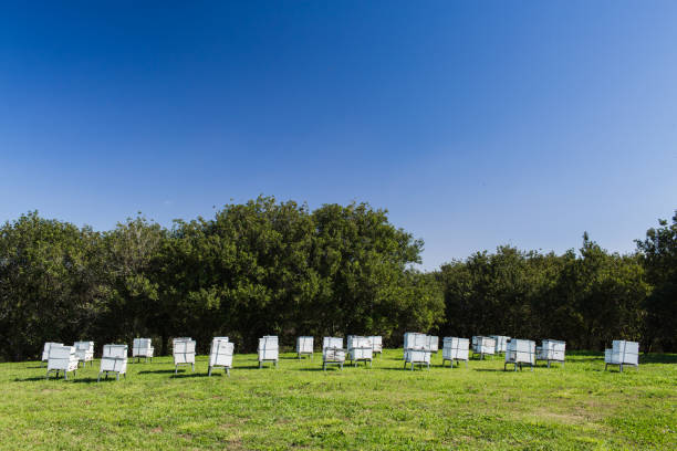 A cluster of white beehives in a Macadamia tree orchard. Specks on sky are bees buzzing around.