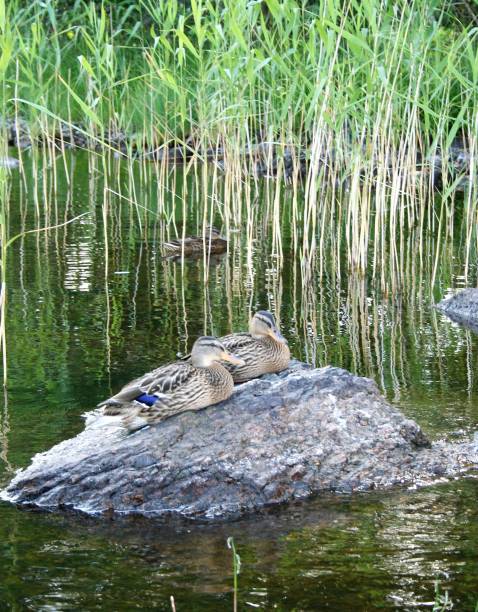 istock ducks at  saimaa lake, Finland 1158379761