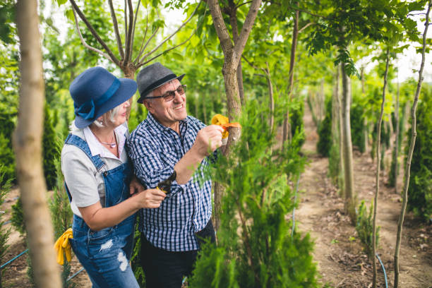 istock Senior workers at plant nursery garden examine plants 1158380344