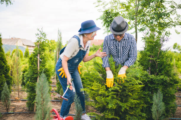 istock Senior workers at plant nursery garden examine plants 1158381161