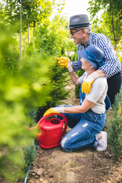 istock Senior workers at plant nursery garden examine plants 1158381308