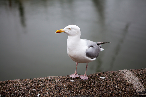 Seagull standing on edge of dock with water in the background