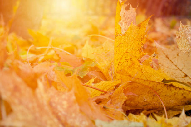Golden leaves background. stock photo