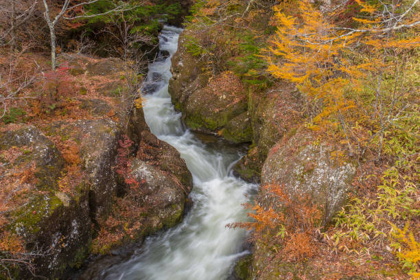 agua de flujo rápido en el bosque de otoño, increíble paisaje colorido - autumn water leaf stream fotografías e imágenes de stock
