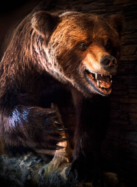 Angry bear with opened mouth stock photo