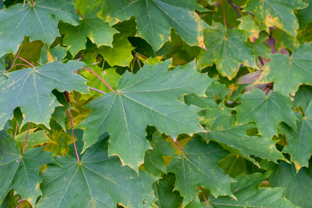 Green maple leaf fills all picture stock photo