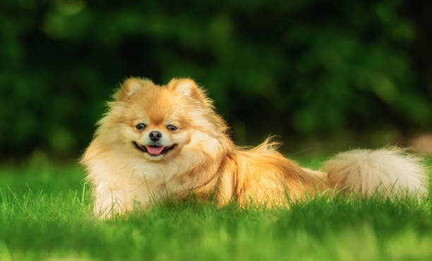 istock A little Pomeranian out in the nature 1158385710