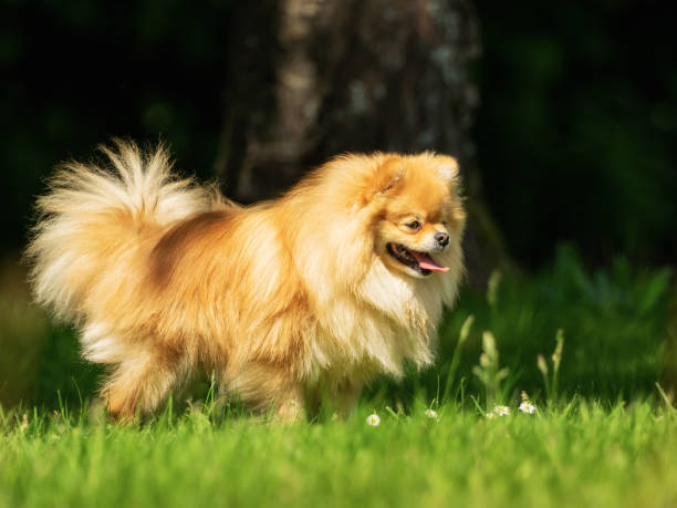 istock A little Pomeranian out in the nature 1158386031