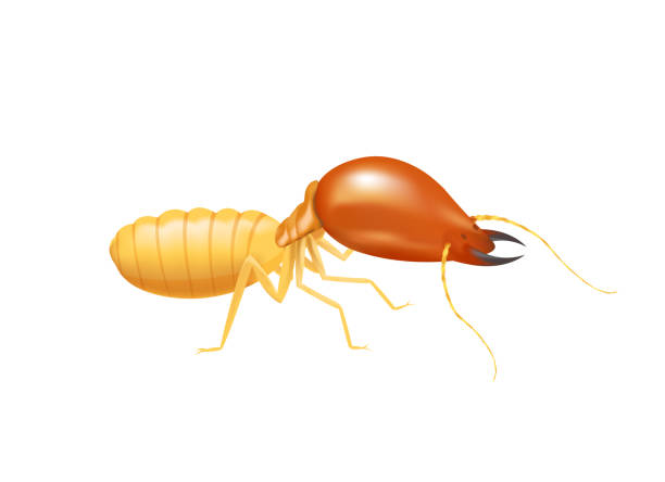 illustration termit isoliert auf weißem hintergrund, insektenarten termite ameise gegessen holz zerfall und beschädigtholzen biss, cartoon termite clipart, tier typ termite oder weiße ameisen - termite soil stock-grafiken, -clipart, -cartoons und -symbole