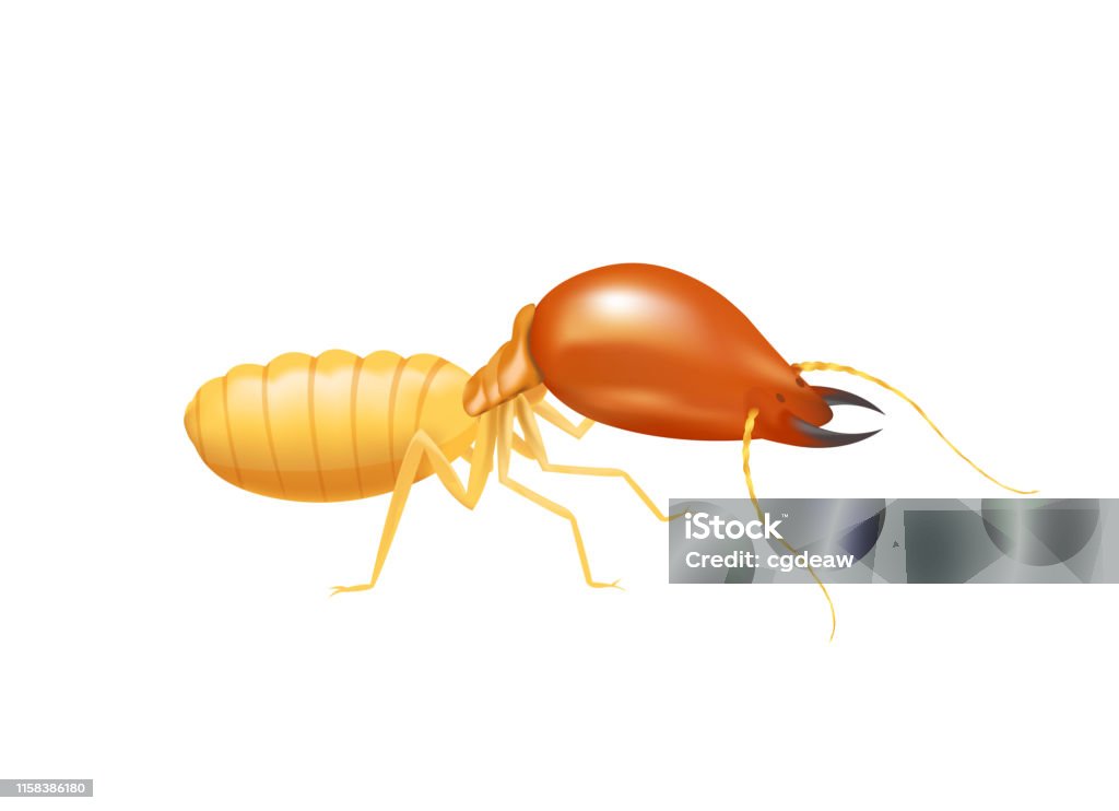 Illustration Termite Isolated On White Background Insect Species Termite Ant  Eaten Wood Decay And Damaged Wooden Bite Cartoon Termite Clip Art Animal  Type Termite Or White Ants Stock Illustration - Download Image